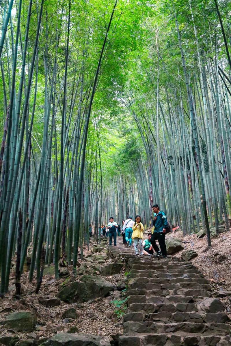 探寻江南水乡的宁静秘境_宜兴竹林乡村之旅