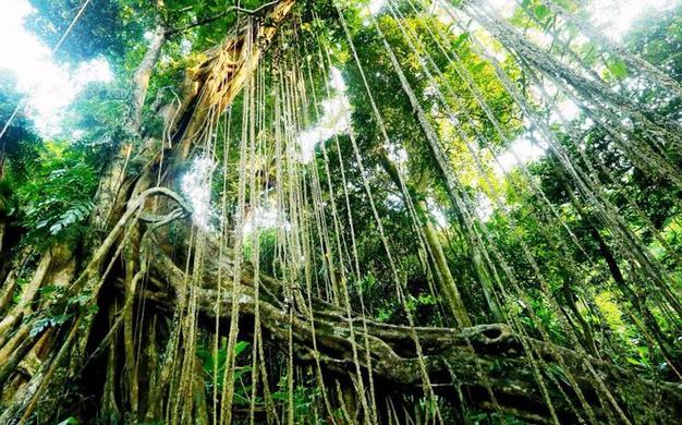 探寻海南黎母山,大自然的绿色宝库