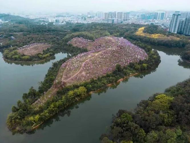 探寻深圳平湖,免费景点中的文化宝藏  第2张