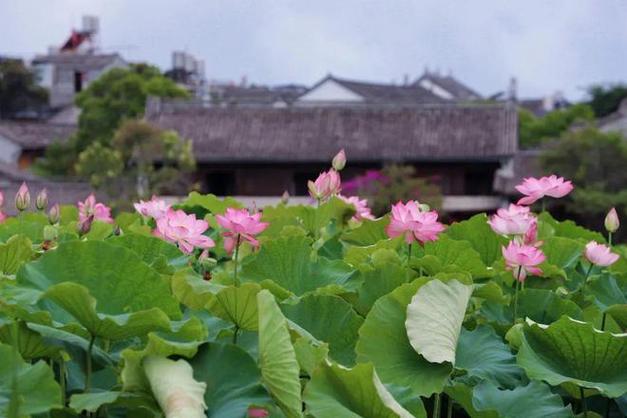 探寻腾冲荷花小镇,诗意栖息，尽享夏日清凉