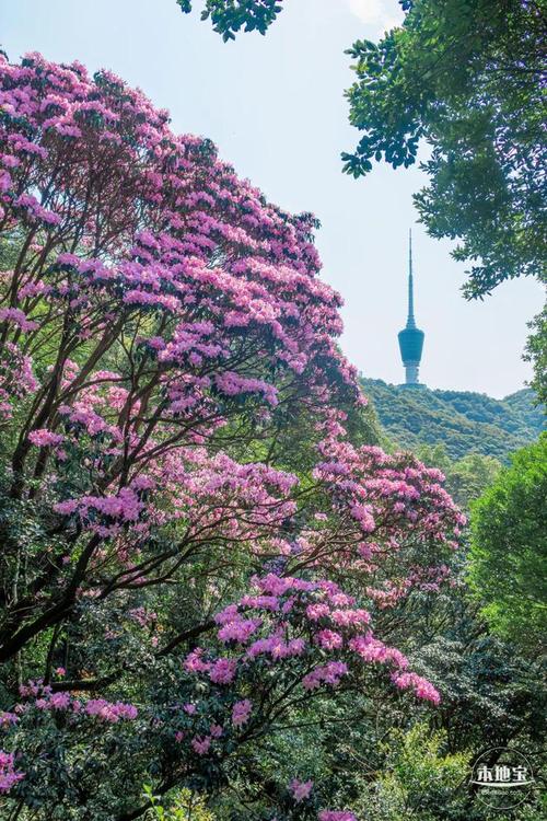 探寻自然之美,梧桐花谷的生态画卷  第2张