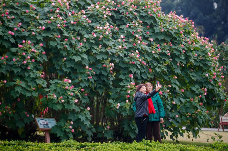 探寻花都芙蓉,千年古韵与现代魅力的完美融合  第2张