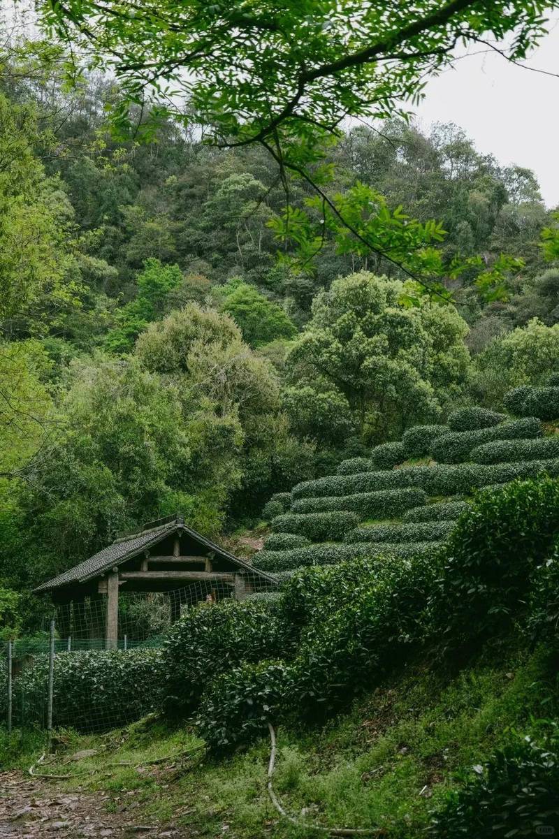 探寻莆田仙游茶园,茶香四溢，诗意盎然