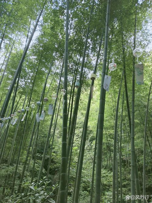 探寻蓝山竹海,大自然的绿色宝库