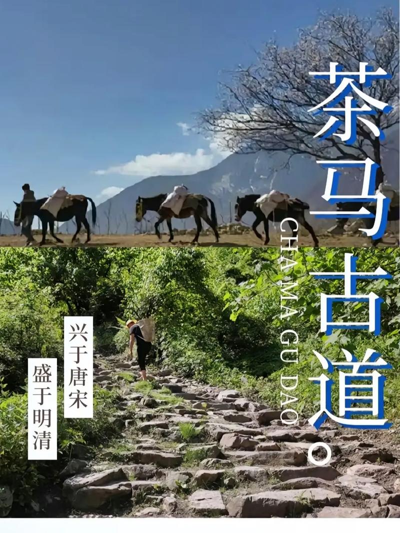 探寻西宁岩茶古道,千年茶香古道的历史足迹