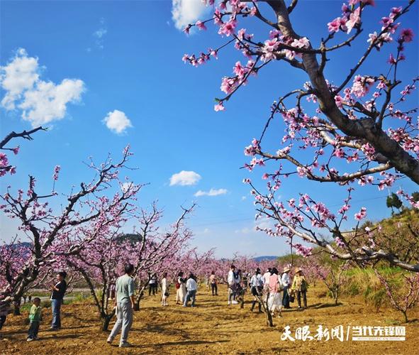 探寻贵州桃花公园,自然美景与文化底蕴的完美融合