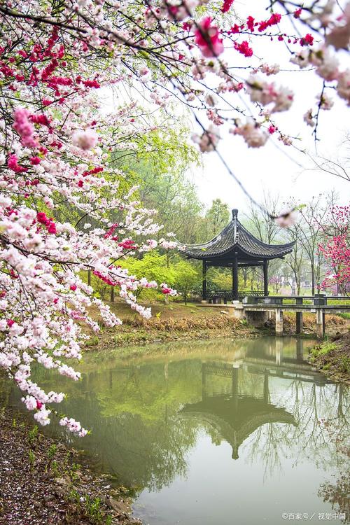 探寻郫县梅花之美,千年古韵，花海烂漫