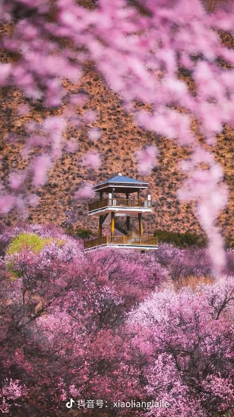 探寻银川桃花之美，感受塞上江南的独特韵味