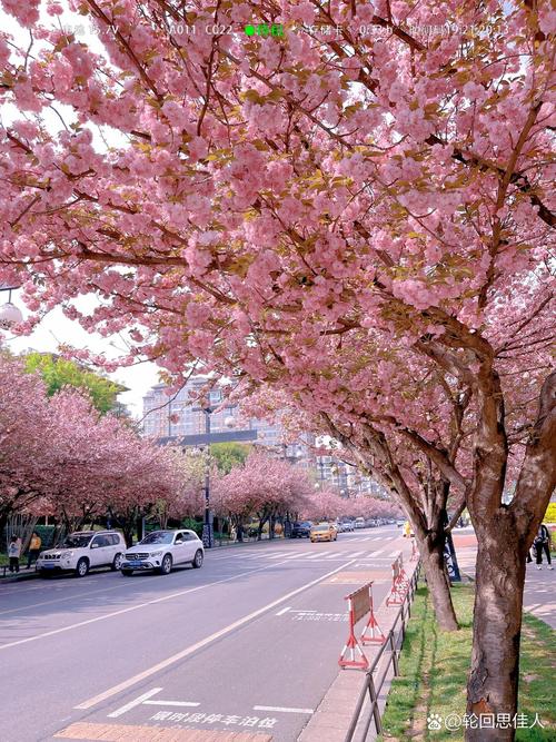 探寻陕西樱花之美,一场春日浪漫之旅  第2张