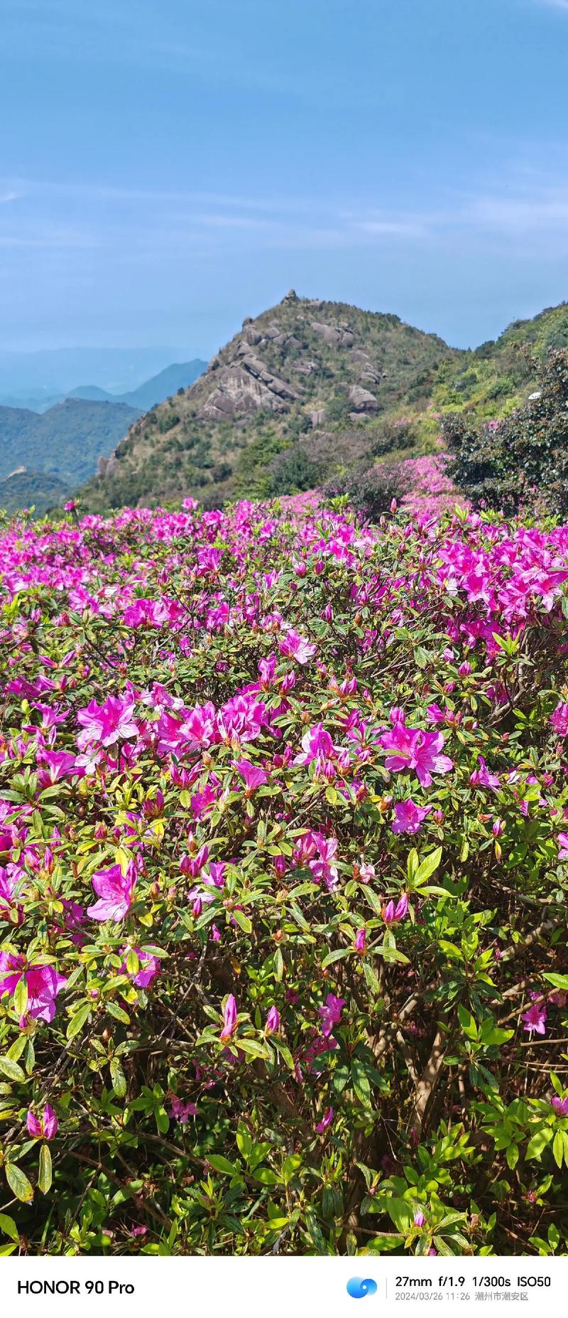 探寻高海拔的绝美风景_高山杜鹃花海  第2张