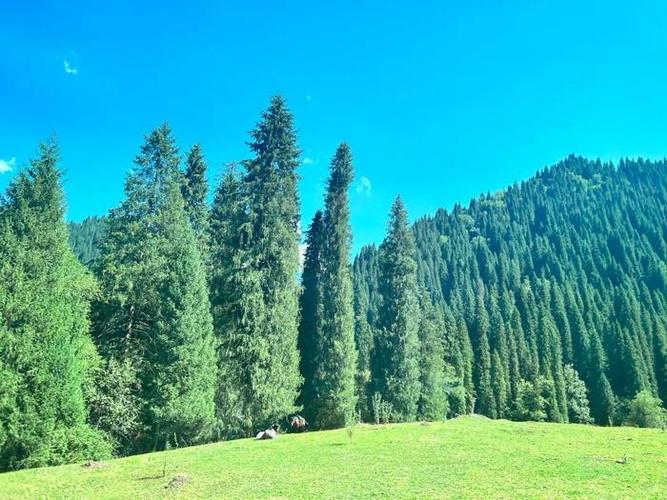 探寻鲁山云杉,大自然的瑰宝与生态旅游的典范  第2张