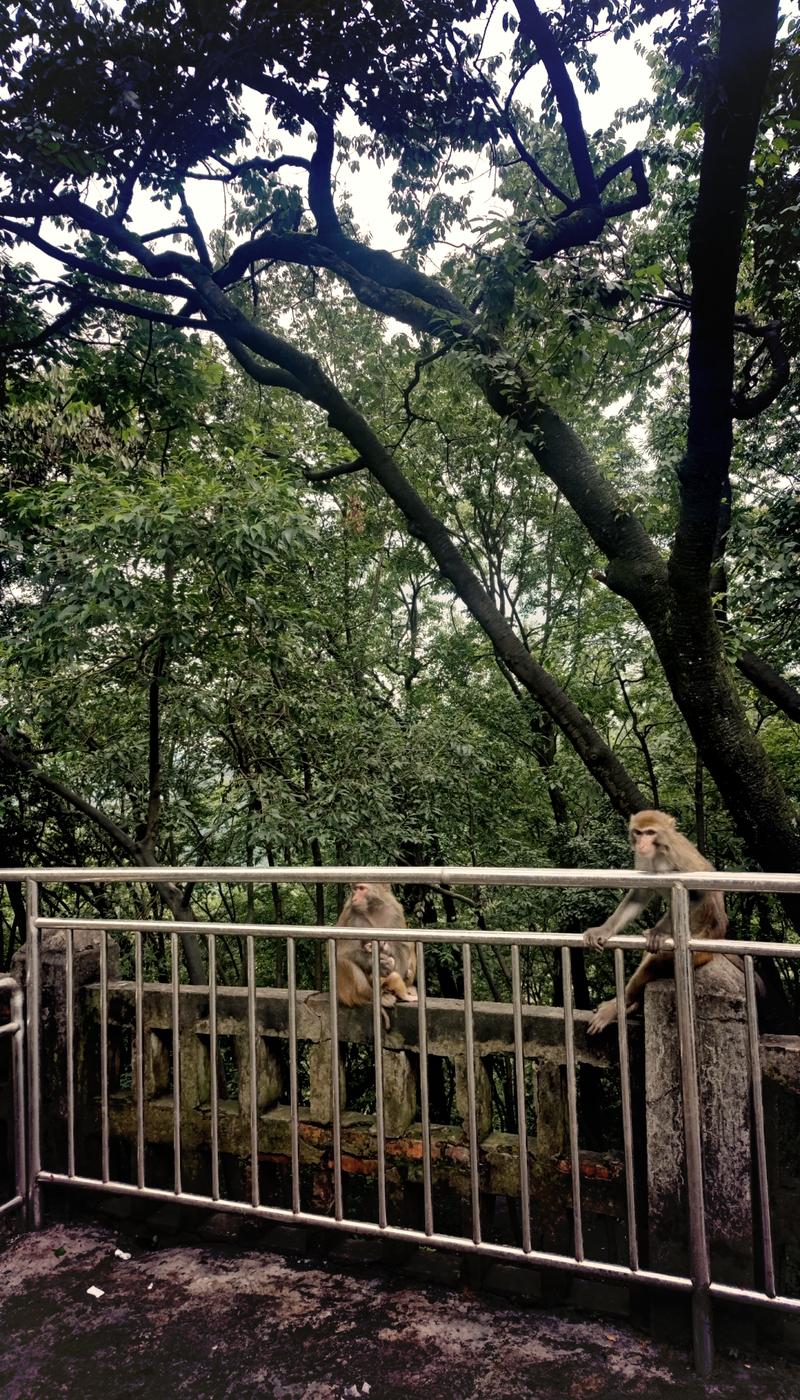 探寻黔灵山索道,山城贵阳的空中画卷  第2张