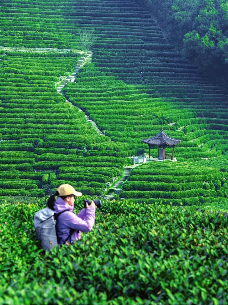 探寻龙井周边美景,一场视觉与心灵的盛宴