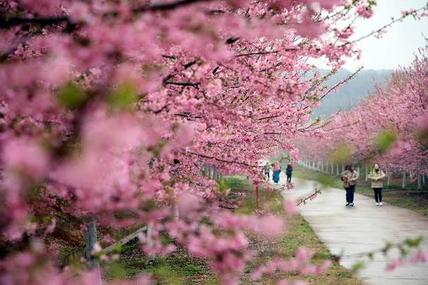 探春芜湖,校园春游景点的魅力之旅  第2张