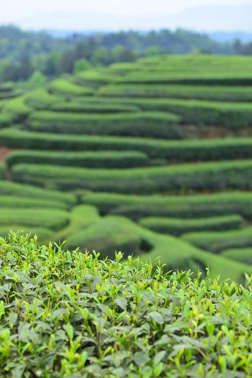 探秘上林梯田茶园,千年古韵，自然之美  第2张