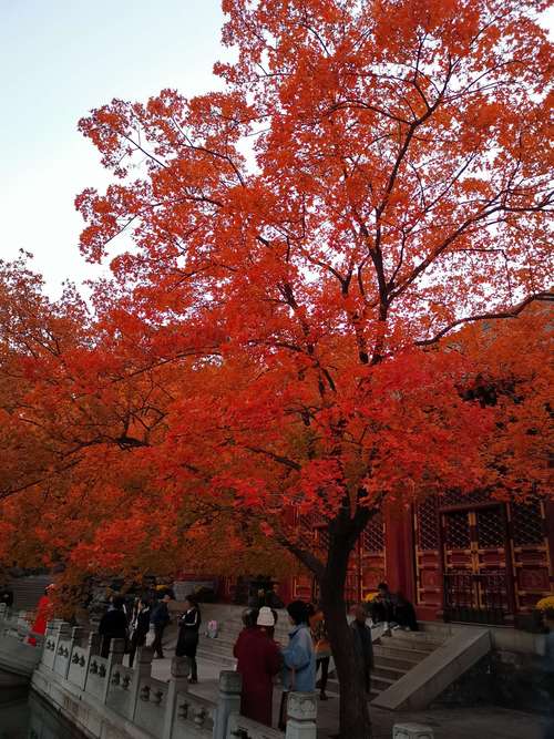 探秘北京香山,红色胜地的自然与人文交融之旅  第2张