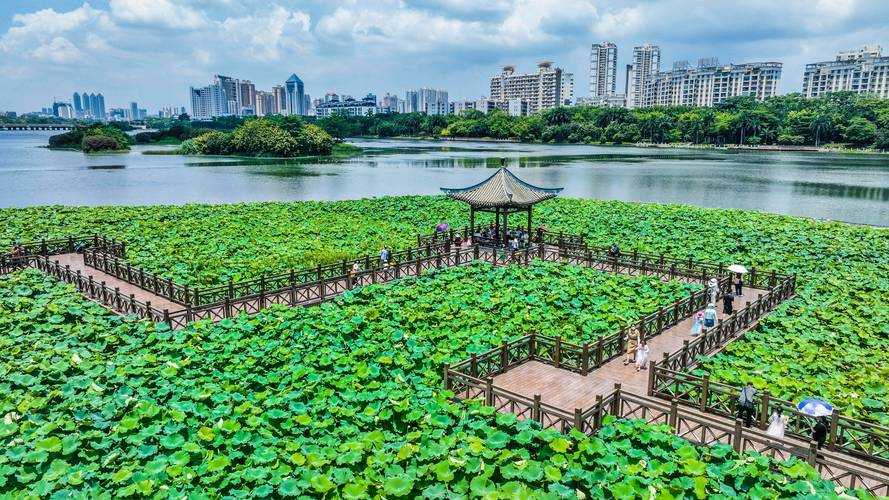 探秘南宁大荷叶,自然与人文的交融之旅  第2张