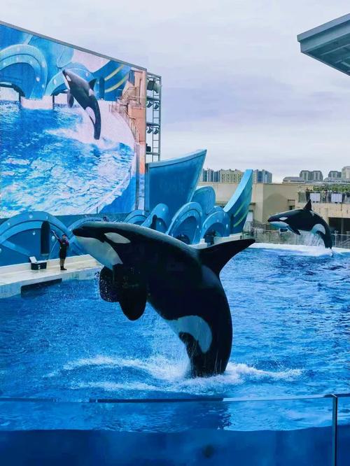 探秘厦门海昌,一场海洋生物的奇幻之旅  第2张