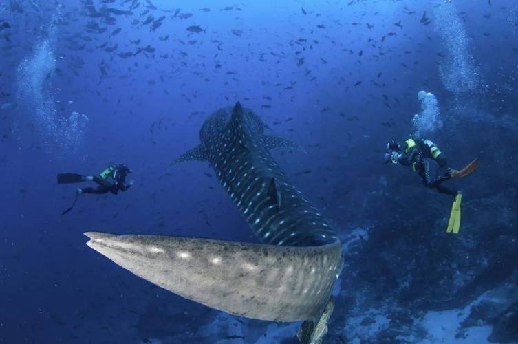 探秘地下鱼库,揭开海洋生物世界的神秘面纱