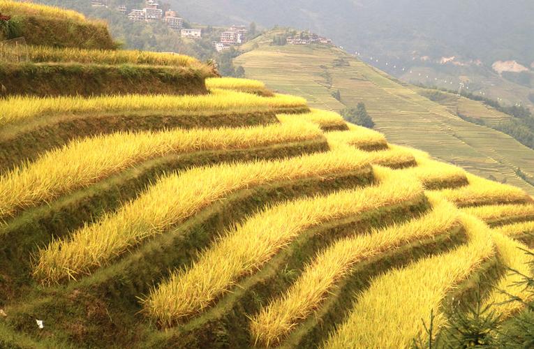 探秘梧州周边稻田美景,金黄色的画卷，丰收的喜悦