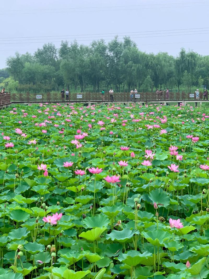 探秘济宁荷花路,一池荷花映碧波，千年文化润心田