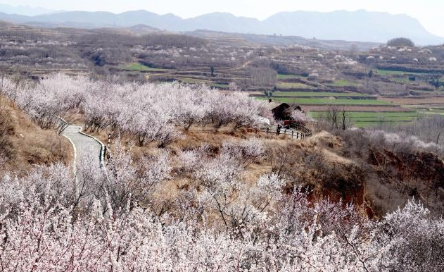 运城看桃花最佳地方，离运城近的旅游景区有哪些。