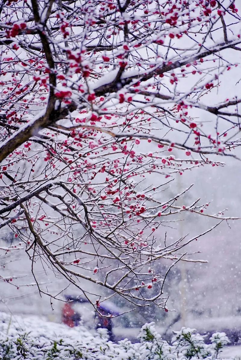 探秘烟台梅花,冬日里的雪中精灵，历史与美景的交融  第2张