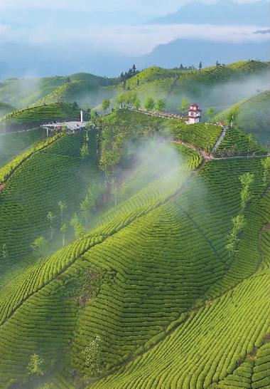 探秘茶山奇景，感受大自然的鬼斧神工