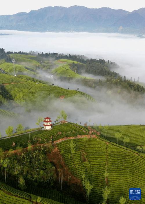 探秘蒿坪茶园,山川灵秀之地，茶香四溢的人间仙境  第2张