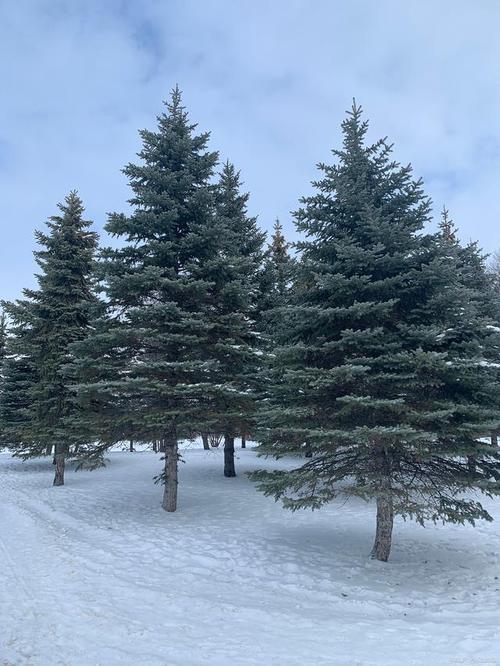 探秘贵州红雪松,大自然的奇观与生命的奇迹