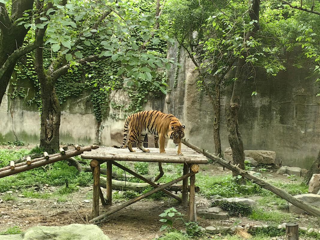 探秘野猪林,一场穿越时空的生态之旅  第2张