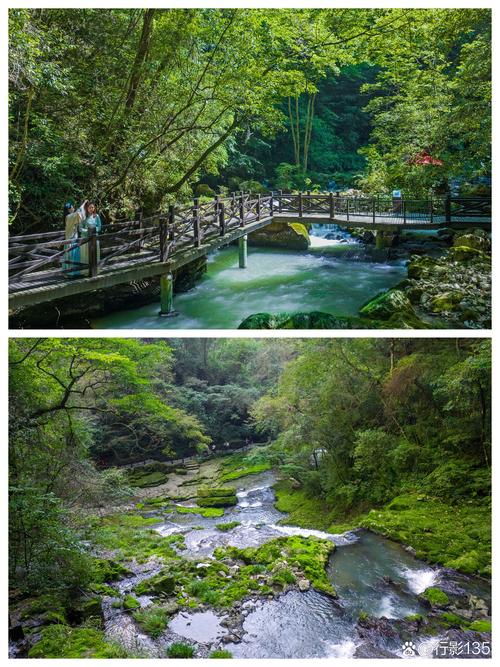 探秘铁山坪,重庆山水之间的绿色秘境  第2张