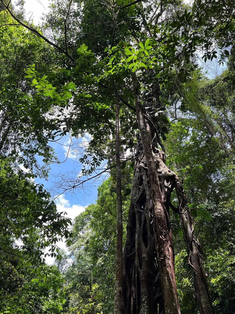 探秘长沙原始雨林,生态宝库中的自然奇观  第2张