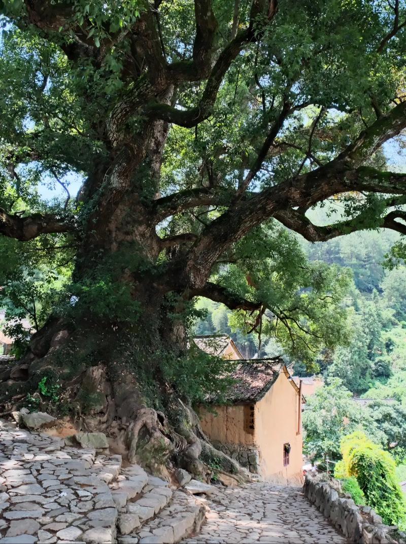 探秘阳江杨村,千年古村的文化印记与自然风光  第2张