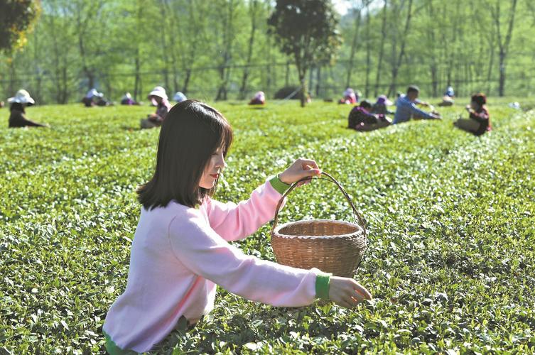 探访舒城茶园,领略茶文化的魅力