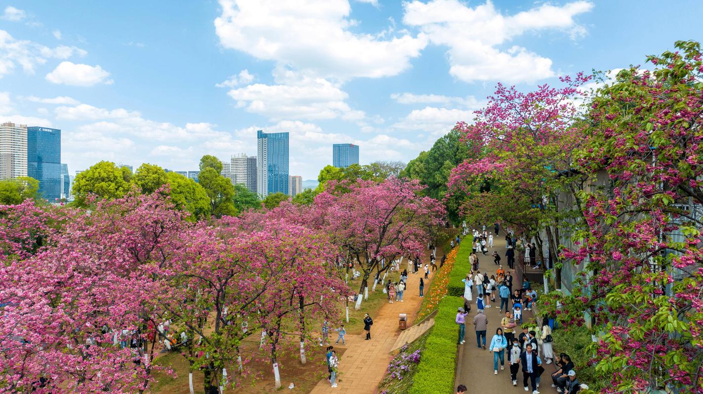 文山樱花公园,浪漫樱花下的城市绿洲  第2张