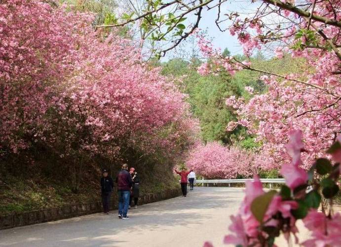 春日踏青，玉溪景区赏花正当时