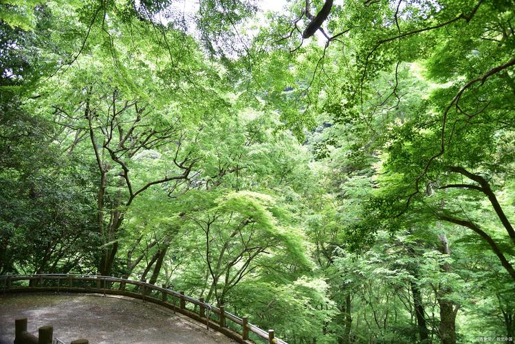 晨岛隔岸,自然与人文的和谐交响，探寻心灵净土的秘境之旅  第2张