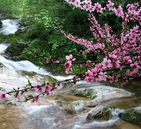 桃花溪,安康山水间的一抹绚丽色彩  第2张