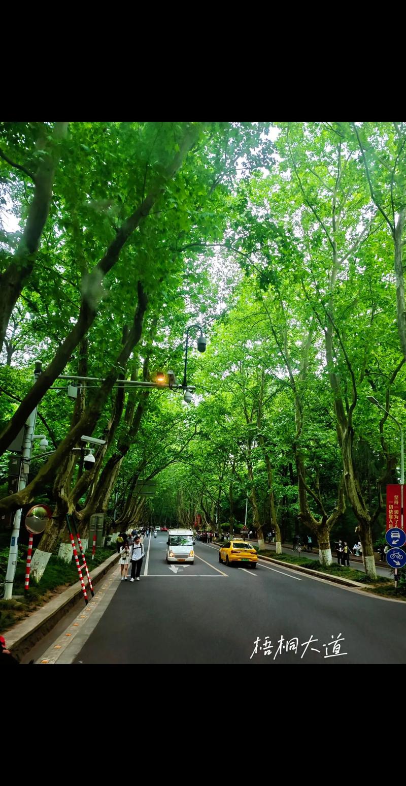 桃花驿大道,穿越时光的浪漫之旅  第2张