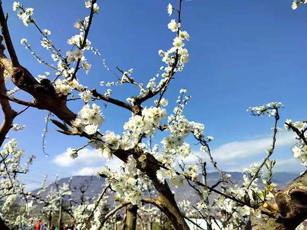 汉源梨花节,梨花如雪，浪漫满溢的春天盛宴