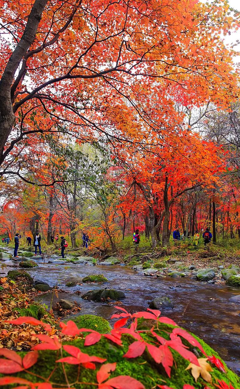 沈阳枫叶,秋日里的诗意画卷，体验东北风情