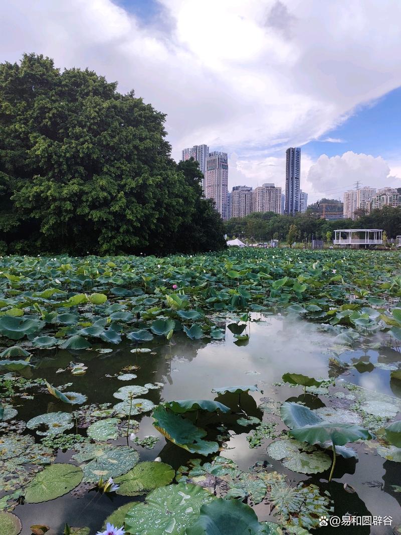 洪湖公园秋游，邂逅湖光山色，感受生态之美  第2张