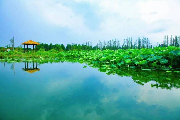 涟水夏日风光,探寻江淮水乡的清凉秘境