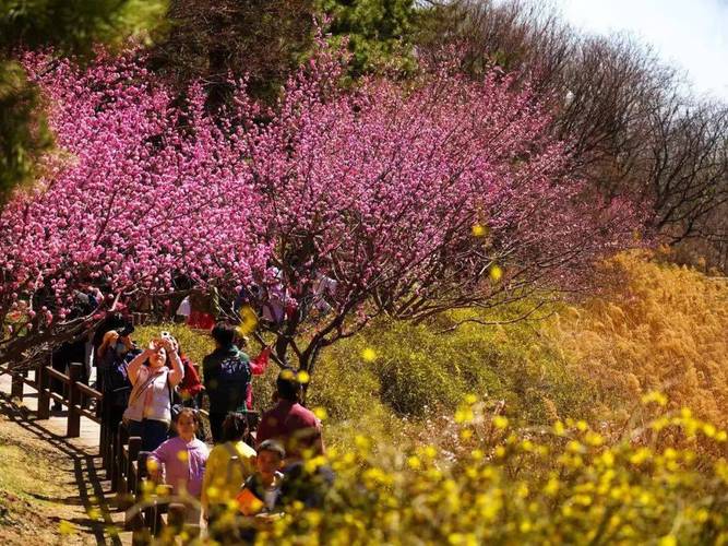 淮北清明之旅,踏青赏花，品味千年文化  第2张