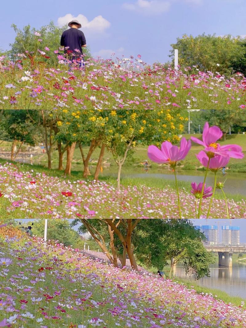深圳花海,春意盎然,花漾人生 第2张 深圳花海,春意盎然,花漾人生 第2张