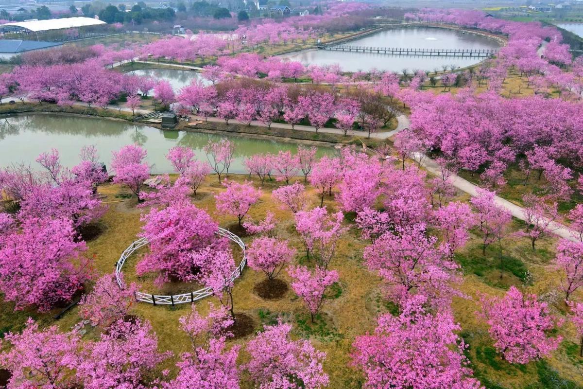 漫步仙桃樱花公园，邂逅浪漫花海  第2张