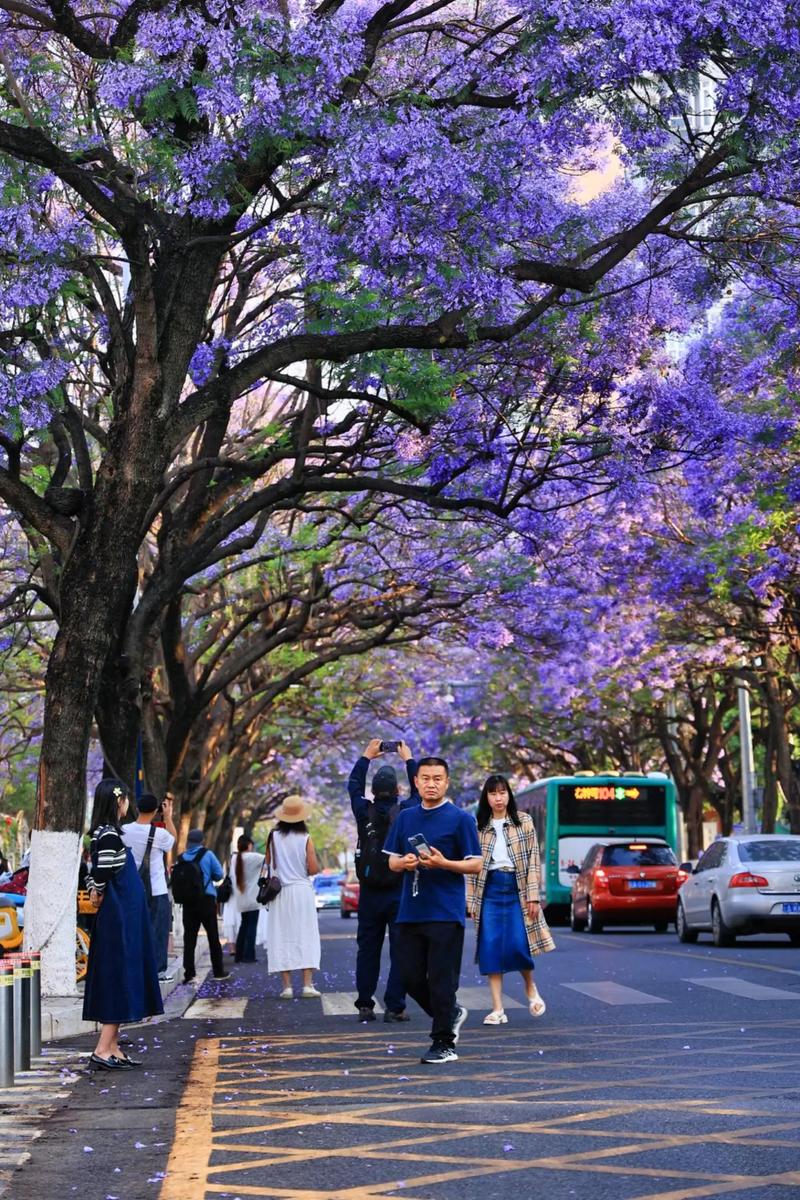 漫步北京紫花公园,寻迹历史，品味自然之美