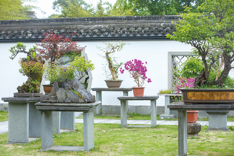 漫步杭州花圃盆景，领略东方园林之美