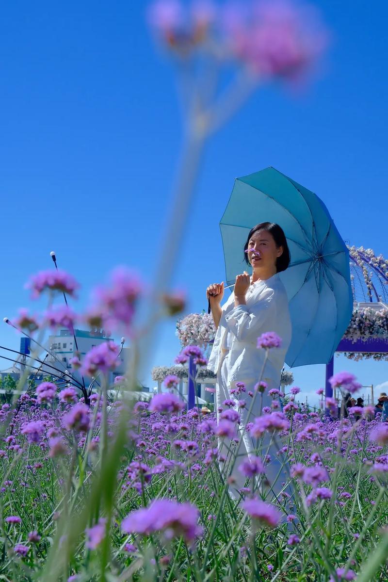 漫步林州薰衣草公园，邂逅浪漫花海的世界  第2张